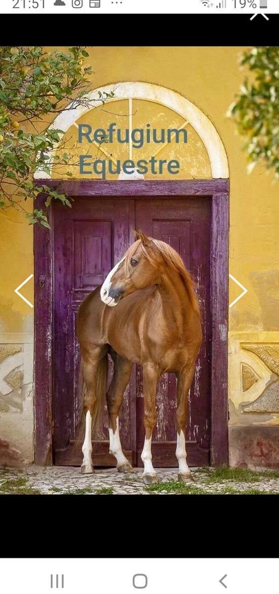 Praktikum auf Pferdebetrieb - Refugium Equestre