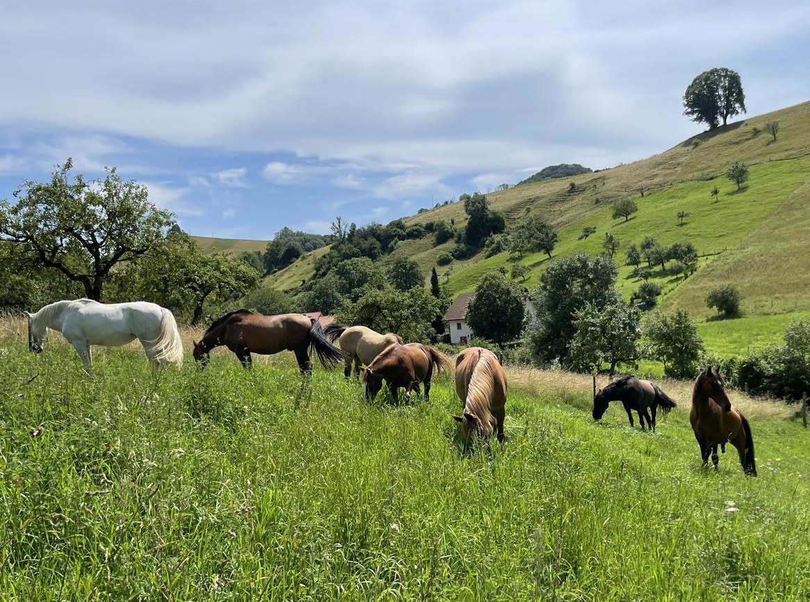 2 Freie Plätze im Aktivstall Tannhubel in Wisen SO