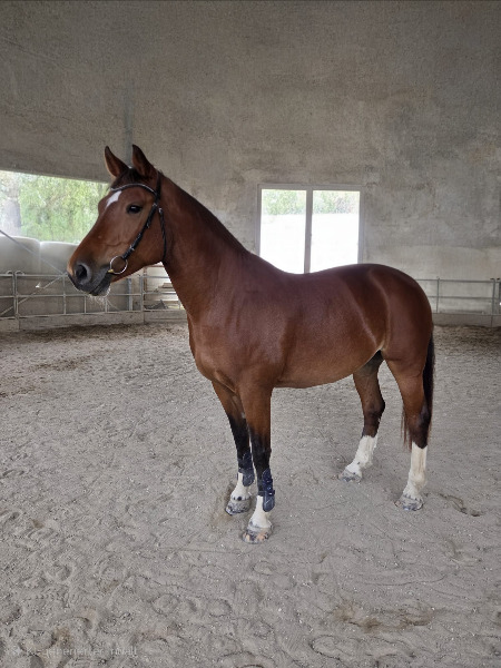 Reitbeteiligung