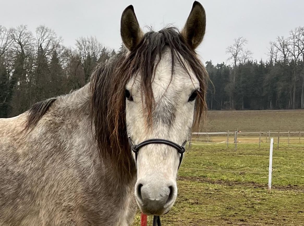 Liebevoller und gutmütiger Lusitano Wallach