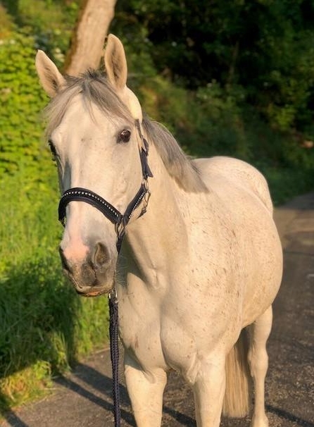 Biete Reitbeteiligung / Halbpension in Liestal BL