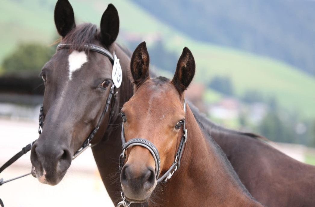 Hübsches Freiberger Hengstfohlen zu verkaufen