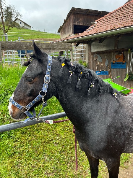 Pony Welshmix