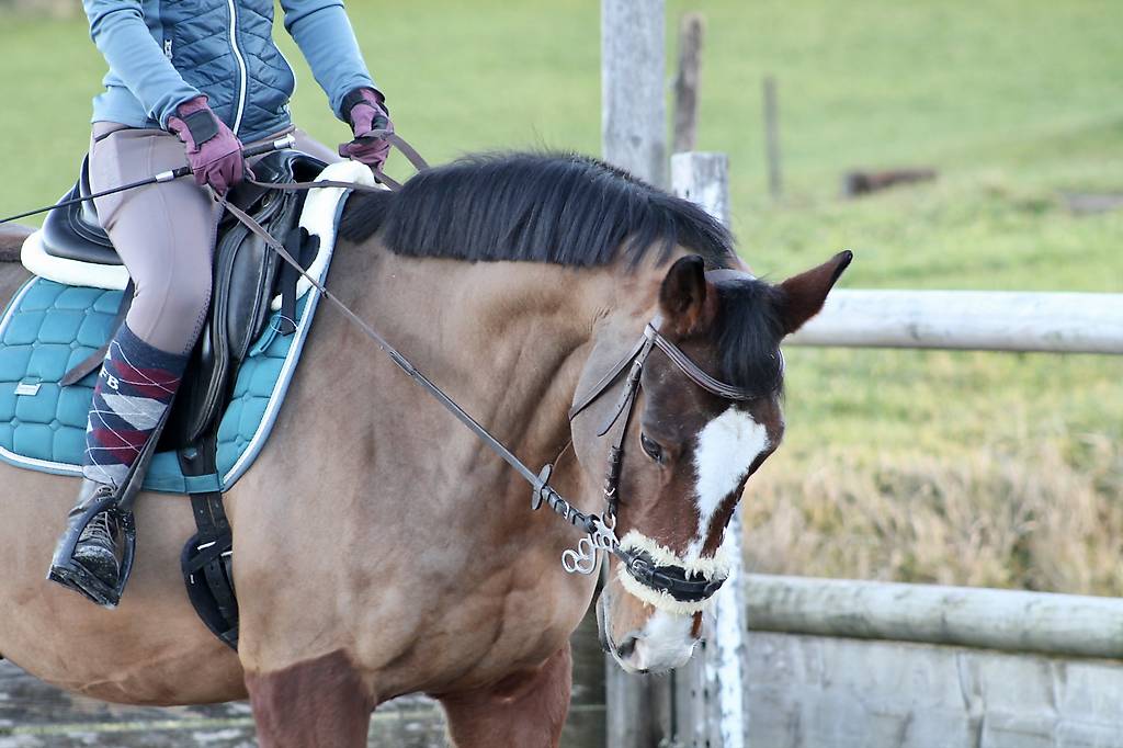Reitbeteiligung auf Warmblut Wallach