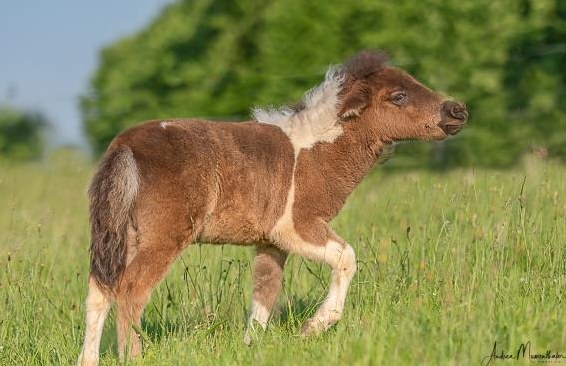 Ponyreiten für Kinder ab 3 Jahre bis ... x Jahre auf Ponyhof