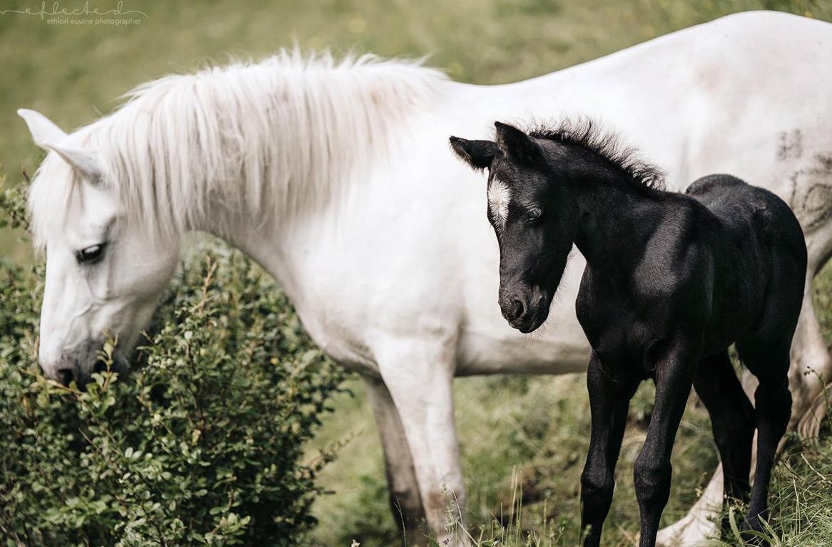 Quarter x Camargue Stutfohlen zu verkaufen