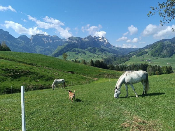 Suche jüngeres Pferd, biete Lebenplatz