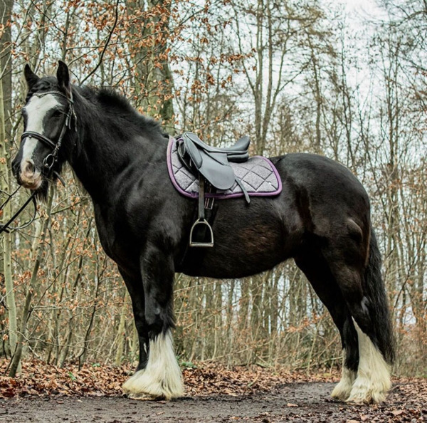 Tinkerstute (Warmblut) zu verkaufen