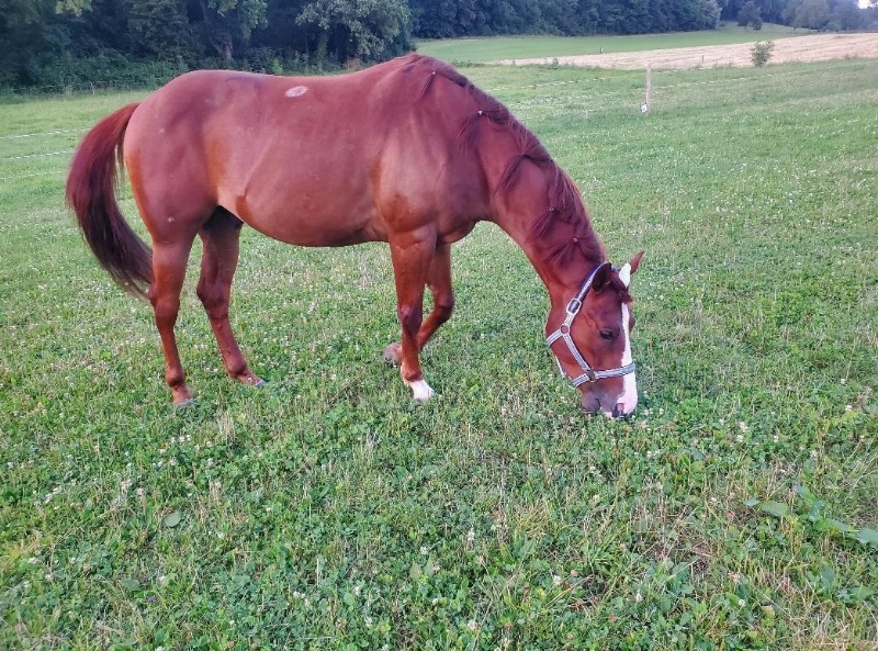 Suche Horse Sharing für 4.5 Jahre alten Quarter Mix