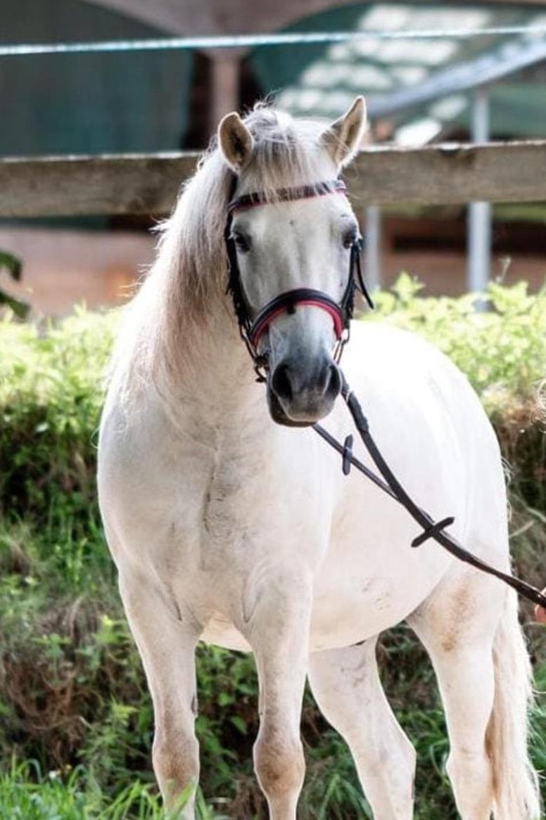 Lieber Pony Wallach sucht neuen Wirkungskreis