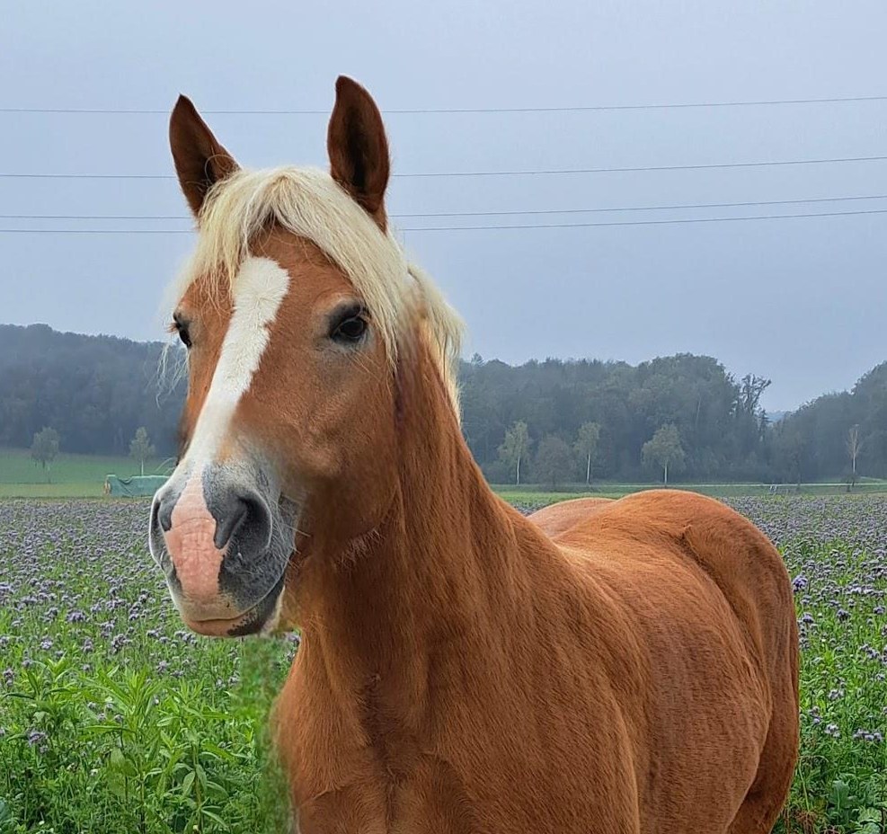 Reitbeteiligung für Haflinger Stute in Dörflingen SH