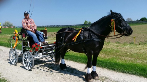 Reitbeteiligung thurgau