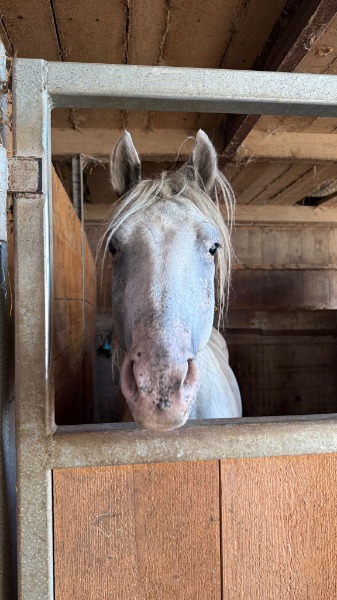 Liebenswerter 4-jähriger Appaloosa Wallach