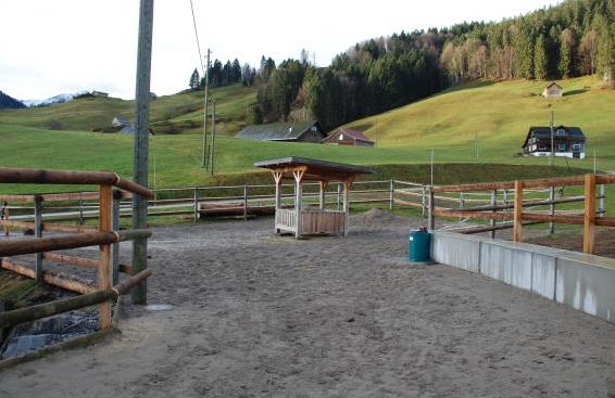 Aktivstallplatz frei für 1 Stute oder Wallach in Nesslau