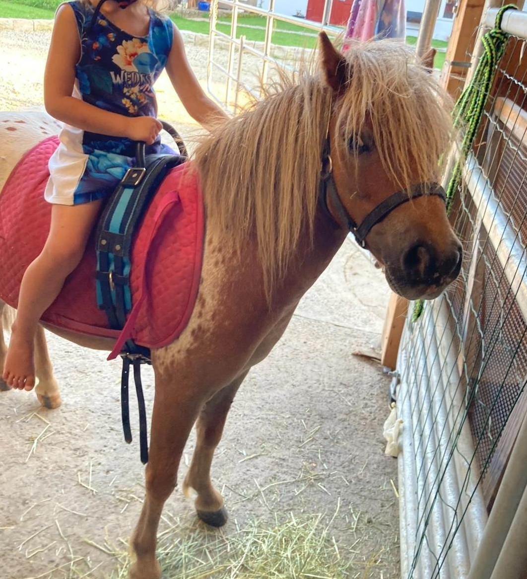 Miniatur Horse zu verkaufen