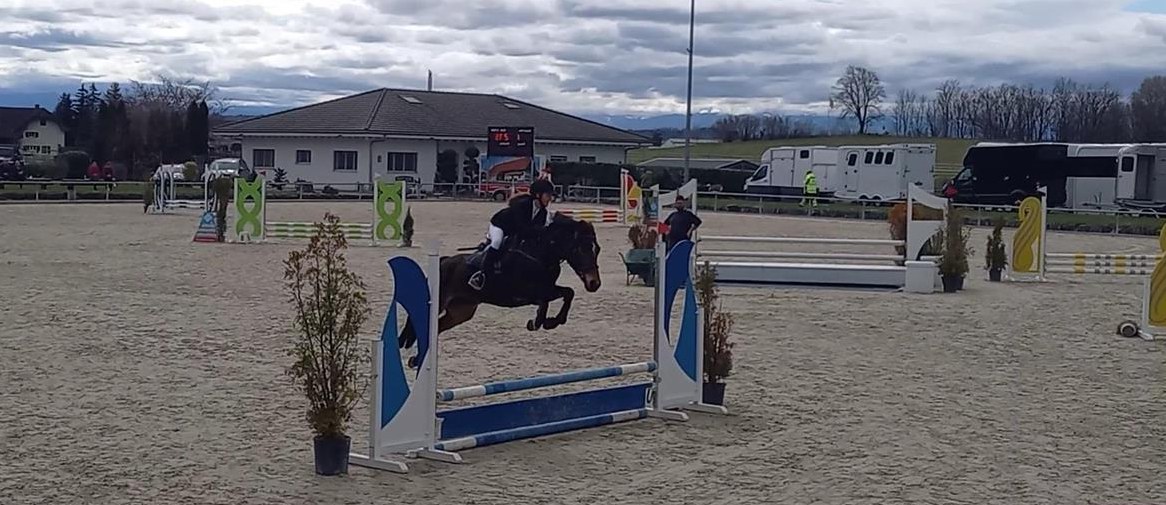 New Forest Ponys zu Springpony/Sportpony