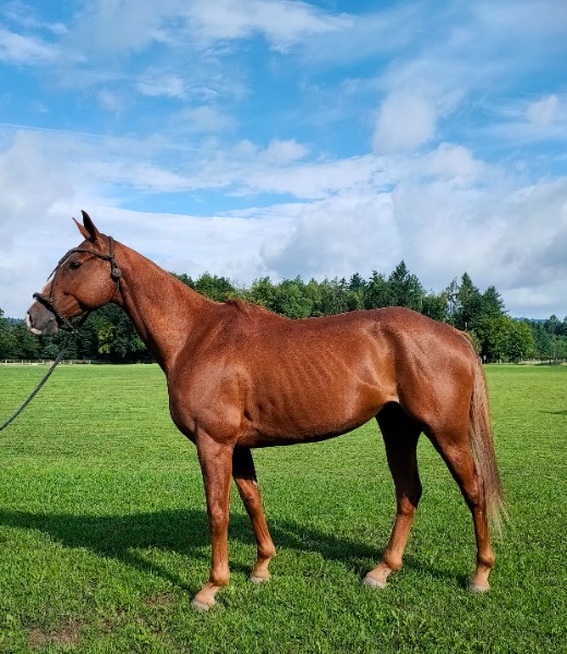 9 Jähriger Polo Pony Wallach sucht schönes Plätzchen
