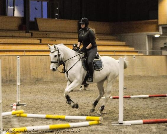 Hübsche deutsche Sportpferd Stute, 12-jährig