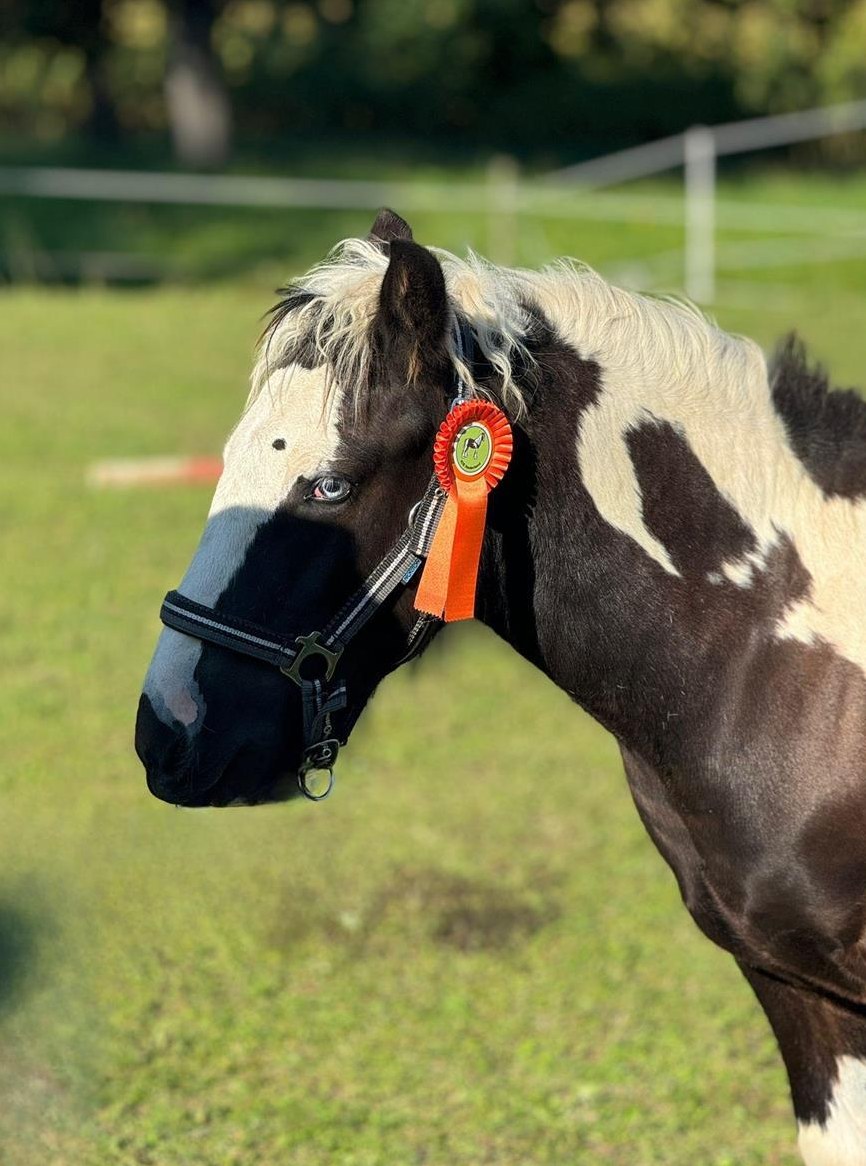 Einzigartiger Irish Cob sucht ?????????? Zuhause