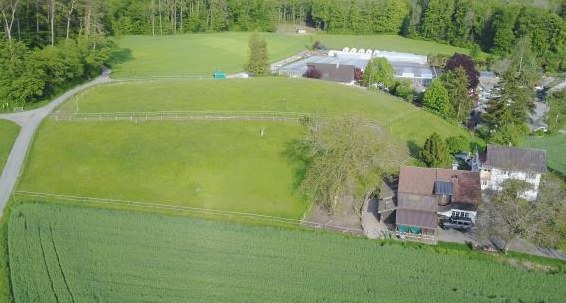 Pensionsplatz frei für 1-2 Esel in Offenstall, Bonstetten ZH