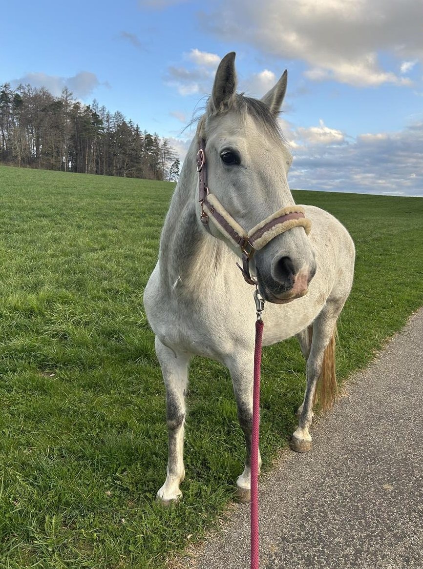 Tolle Lipizzaner Stute sucht neues Zuhause