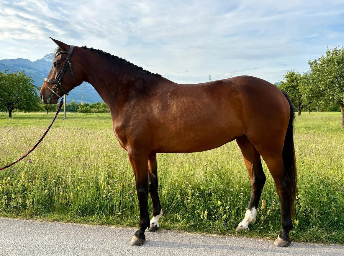 Schweizer Warmblutstute, 4-jährig zu verkaufen