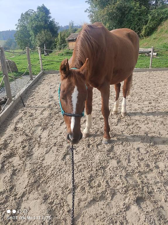 Reitbeteiligung