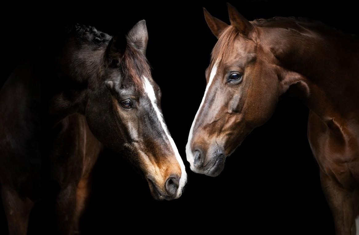 Stallhilfe gesucht für Morgenstall / Stable help wanted