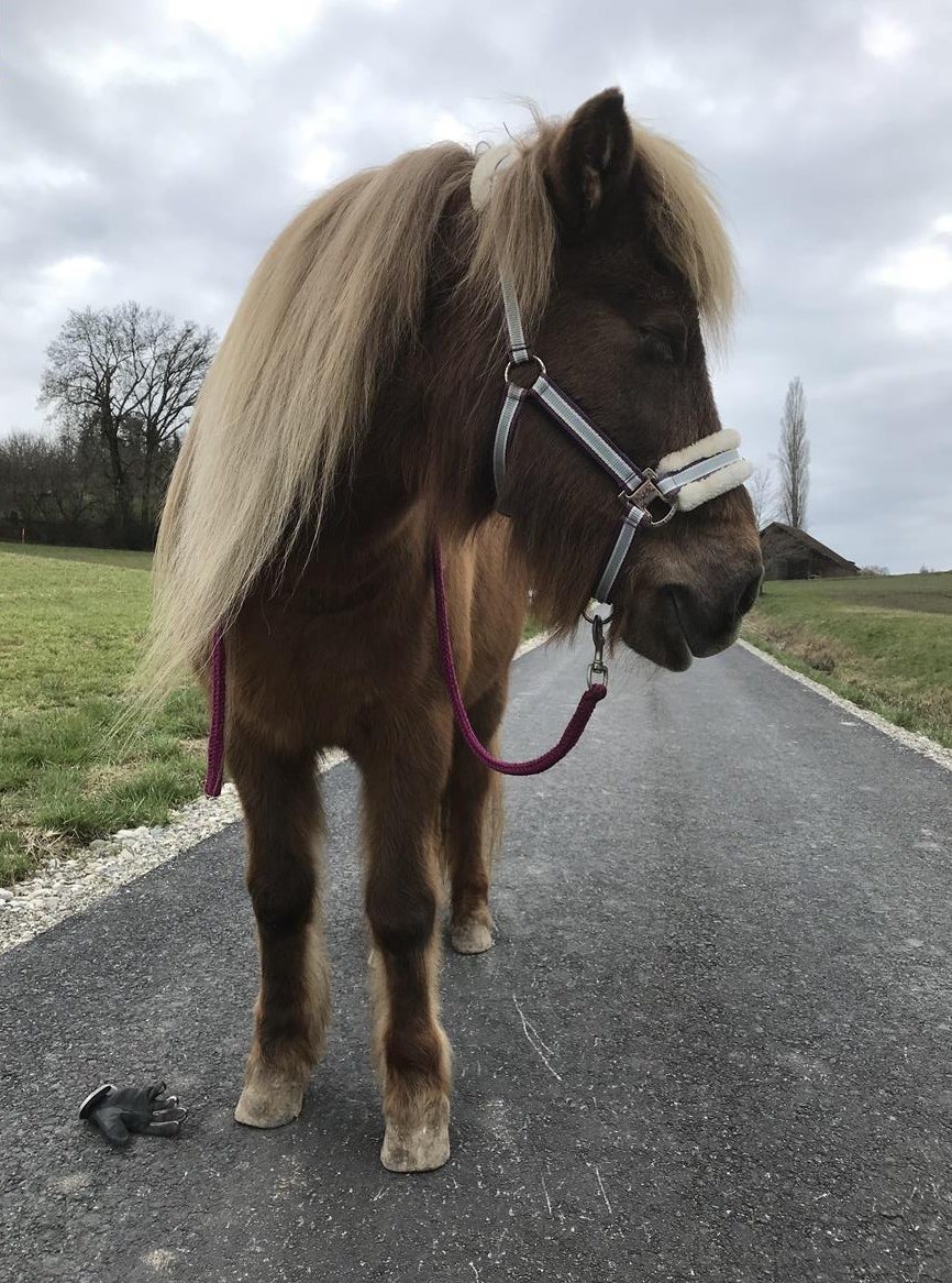 Ponyreiten, Reitstunden & Reitlager in den Sommerferien
