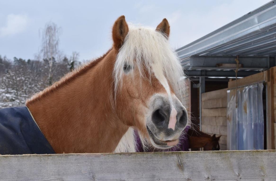 Charakterstarker Haflinger Wallach zu verkaufen