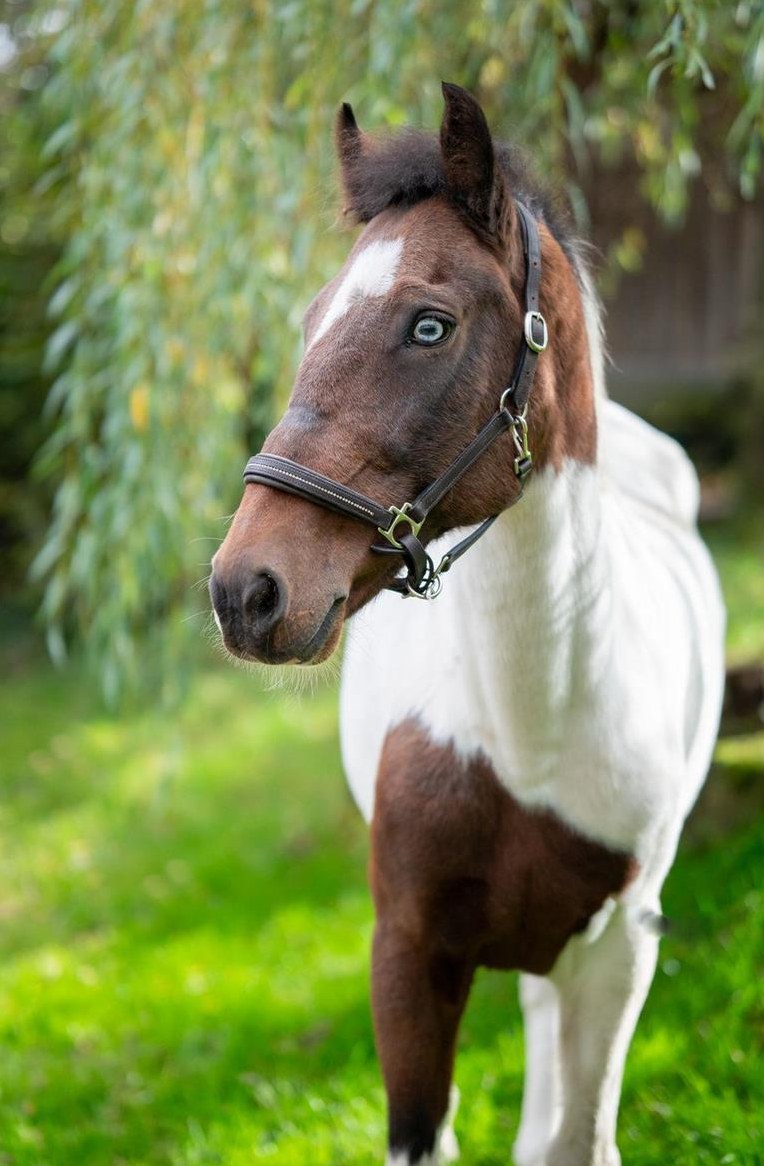 Pony Scheckstute 143cm / 9-jährig