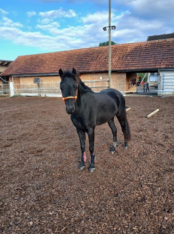 Süsser Pony Wallach sucht 5 Sterne Zuhause