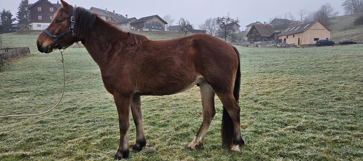Freiberger Wallach Maximus zu verkaufen