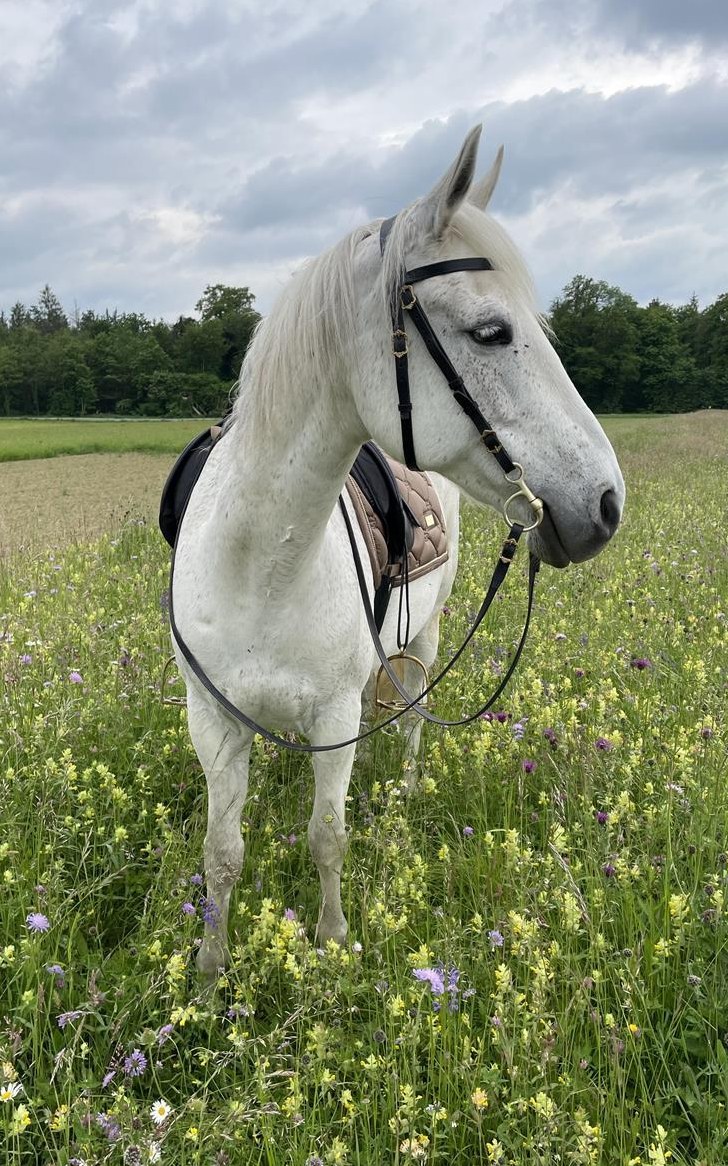 Reitbeteiligung für tolle Berberstute nähe 8260 Stein am Rhein