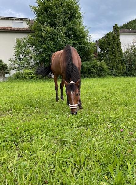 16-jähriger Lusitano Wallach zu verkaufen