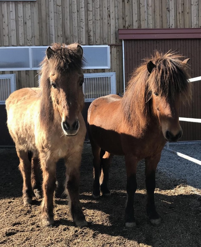 Biete Reitbeteiligung auf meinen 2 Islandpferden