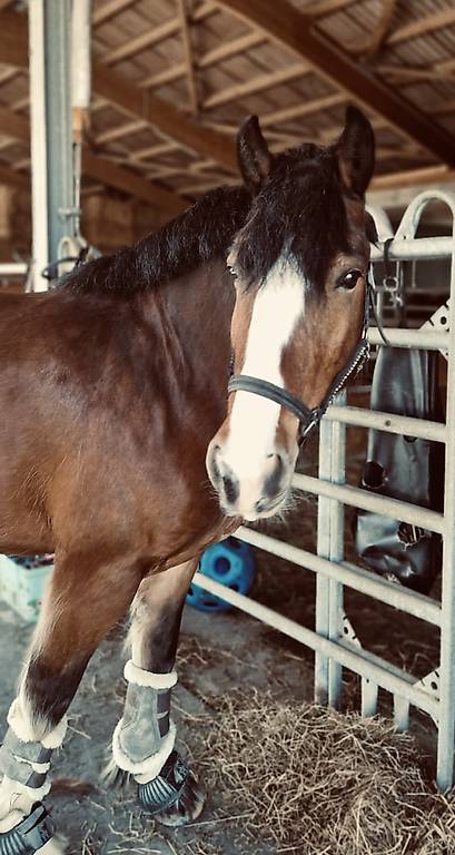 Liebenswürdiges Pferd zum Verkauf