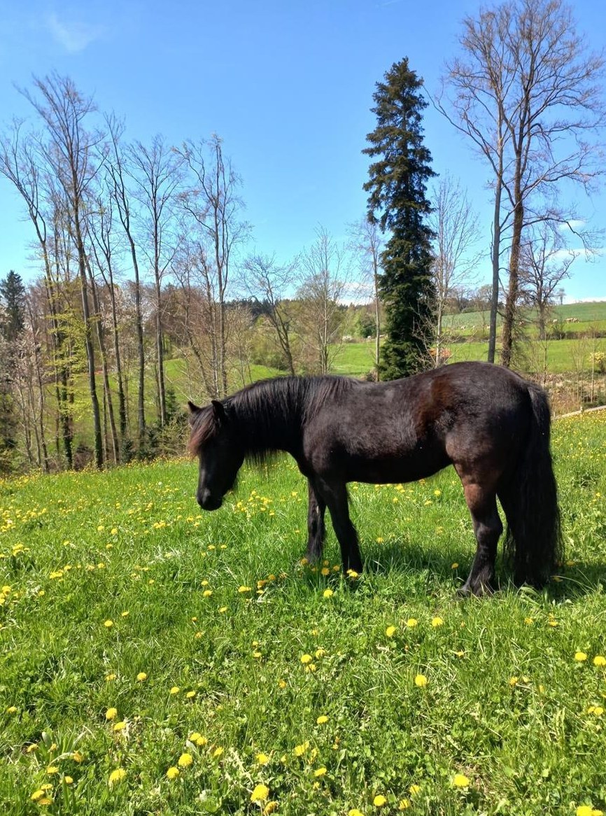 Reinrassiges cooles Fellpony, 4 Jahre zu verkaufen