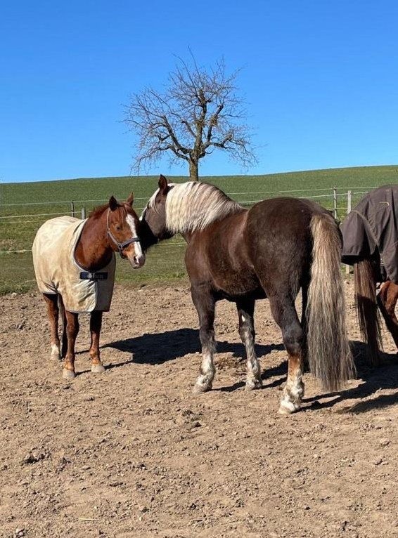 Freie Plätze für Pferd oder Pony im neu gebauten Offenstall