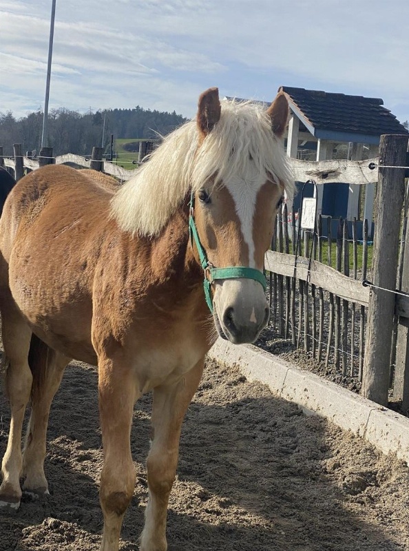 Wunderschöner Haflinger Wallach zu verkaufen