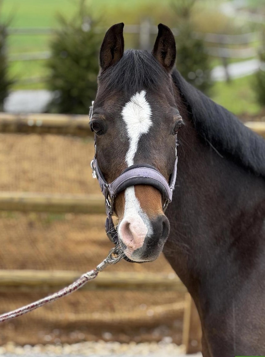 Welsh Stute, herziges Kinderpony, 9-jährig