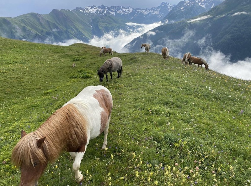 Braun weisse Pony Stute zu verkaufen