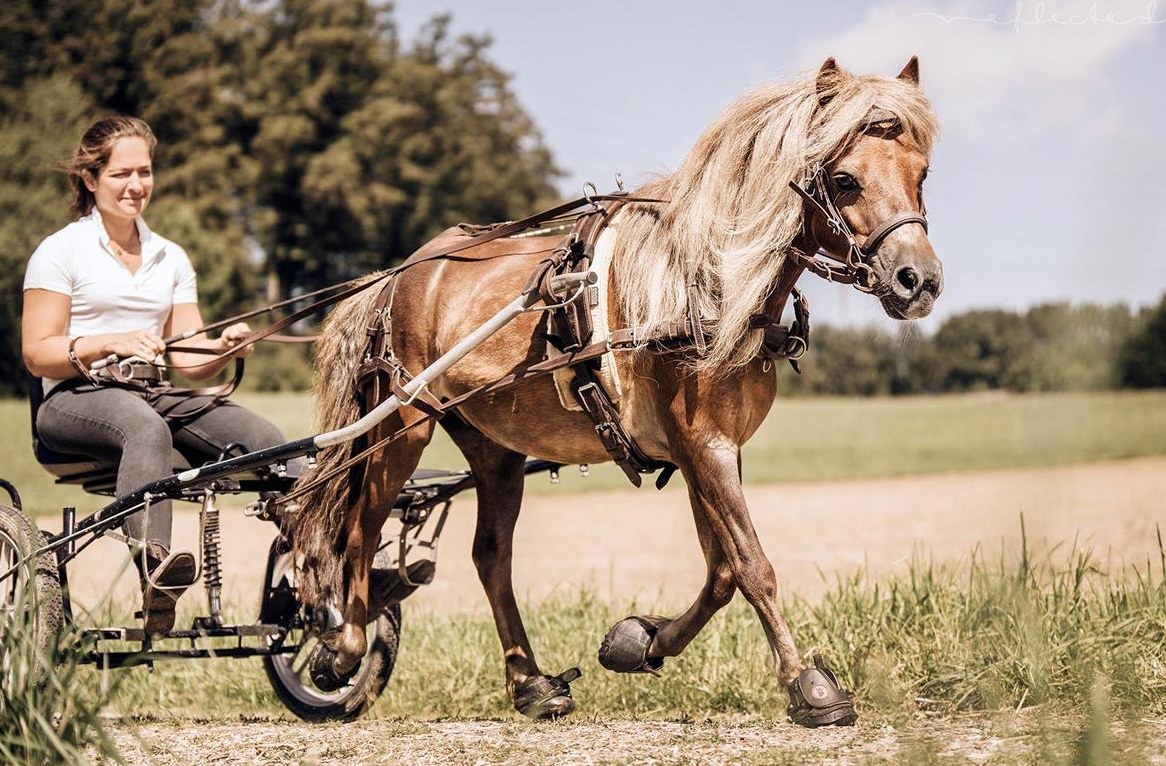 Reit- und Pflegebeteiligungen zu vergeben, Natural Horsemanship