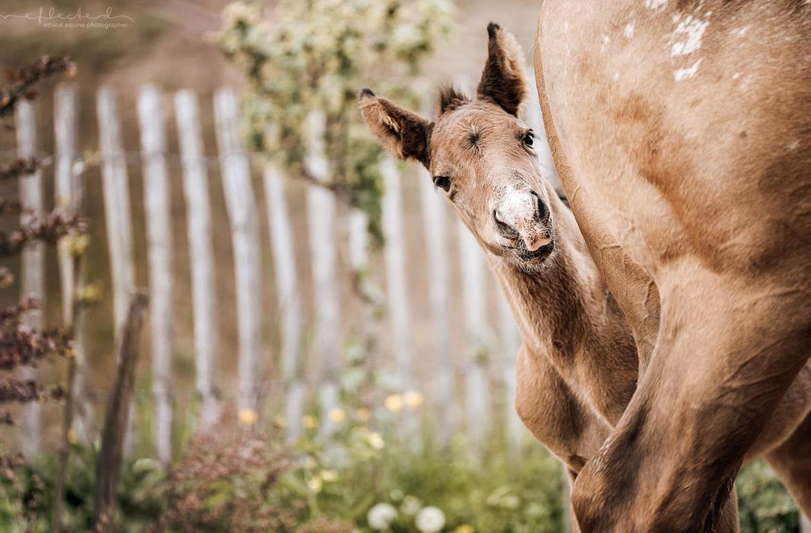 Quarter x Appaloosa Stutfohlen zu verkaufen