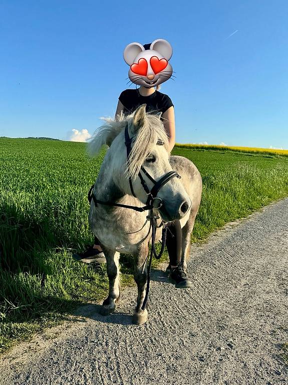 Superlieber Ponywallach zu Verkaufen