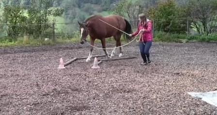 Bodenarbeits- und Horsemanship Unterricht