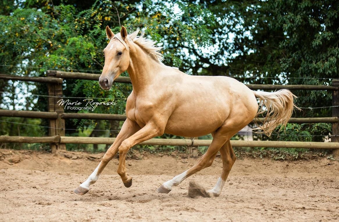 LIQUID GOLD GF - seltener Oldenburger Hengst Gold Palomino