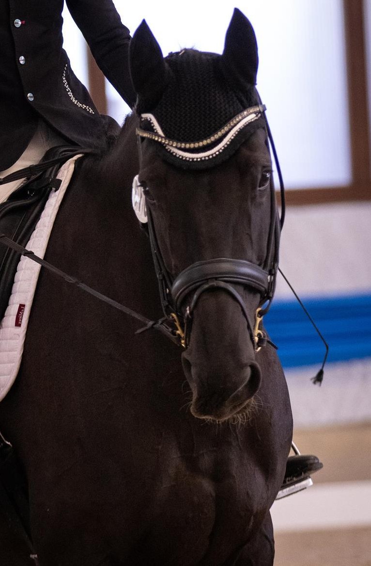Reiten/Unterricht/Ausbildung auf vielseitigen, kopfklaren Sportpferden