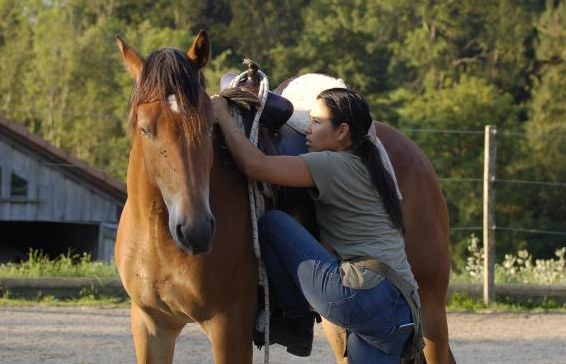 Ausbildung Jungpferde, Western Basics/Horsemanship