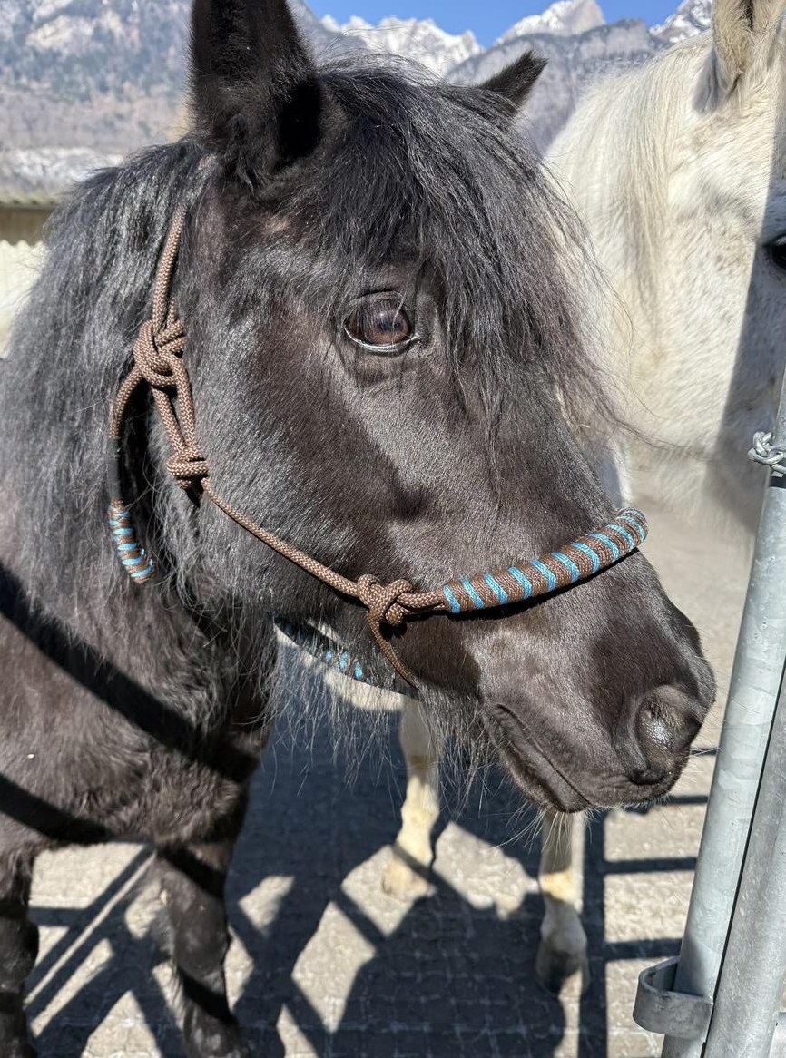 Wunderschöne Pony Stute zu verkaufen